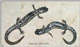 Northern Slimy Salamander