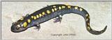 Spotted Salamander