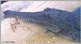 Re: REQ: Images of Crocodiles/Alligators