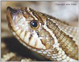 Baby Western Hognose Snake