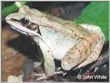 Wood Frog