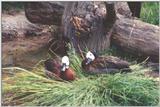 White-faced Whistling Duck