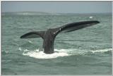 whale