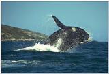 whale8