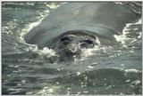whale
