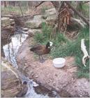 Re: ducks??? White-faced Whistling Duck 2