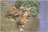 Black-bellied Whistling Duck