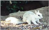 white ground squirrel 70k jpg