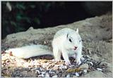 white ground squirrel 49k jpg