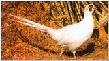 Ringneck Pheasant