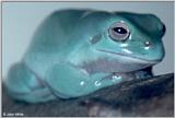 White's Treefrog #1