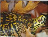 Eastern Box Turtle