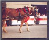 Horse 01