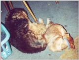 My two doggies