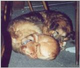 Re: My two dogs again
