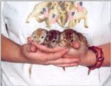 A friends babys