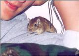 Chubbs