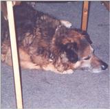 My old dog - Toy