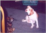 Toy and Pebbles