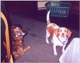 Toy and Pebbles 2