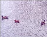 More Ducks in Indy