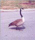 Goose 01