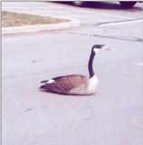 Goose 02