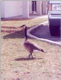 Goose04