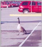 Goose 05