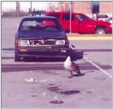 Goose06