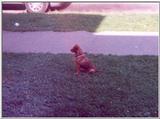 my other dog