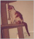cat 02 osgood