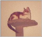 cat 03 osgood