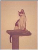 cat 03 osgood