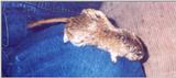 Thumper