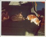 Kitties 1