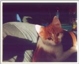 Kitties 2
