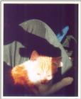 Kitties 3
