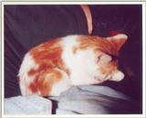 Kitties 5