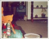 Kitties 6