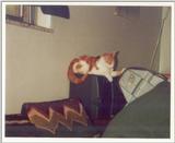 Kitties 7