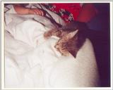 Kitties 8