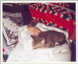 Kitties 10