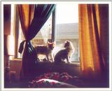Kitties 11