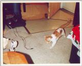 Kitties 12