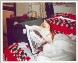 Kitties 13