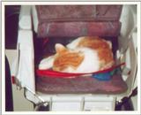 Kitties 15