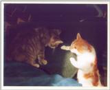 Kitties 16