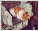 Kitties 17