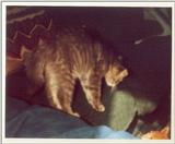 Kitties 18